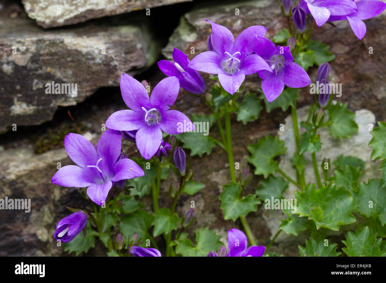 Flowers of the low growing bellflower, Campanula portenschlagiana, growing in an old wall Stock Photo