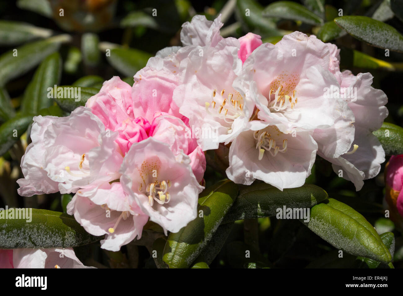 Spring flowers of the mounded evergreen bush, Rhododendron yakushimanum 'Koichiro Wada' Stock Photo