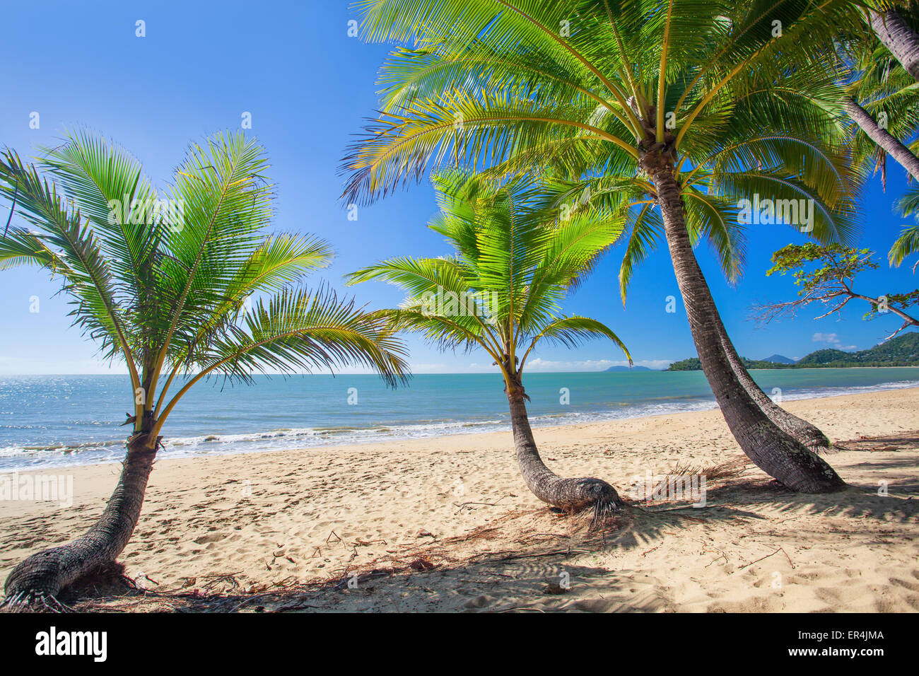 Palm trees at tropical Palm Cove beach in north Queensland, Australia