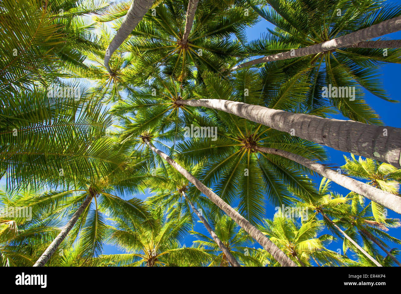 Low angle photo of many palm trees on the tropical beach Stock Photo ...