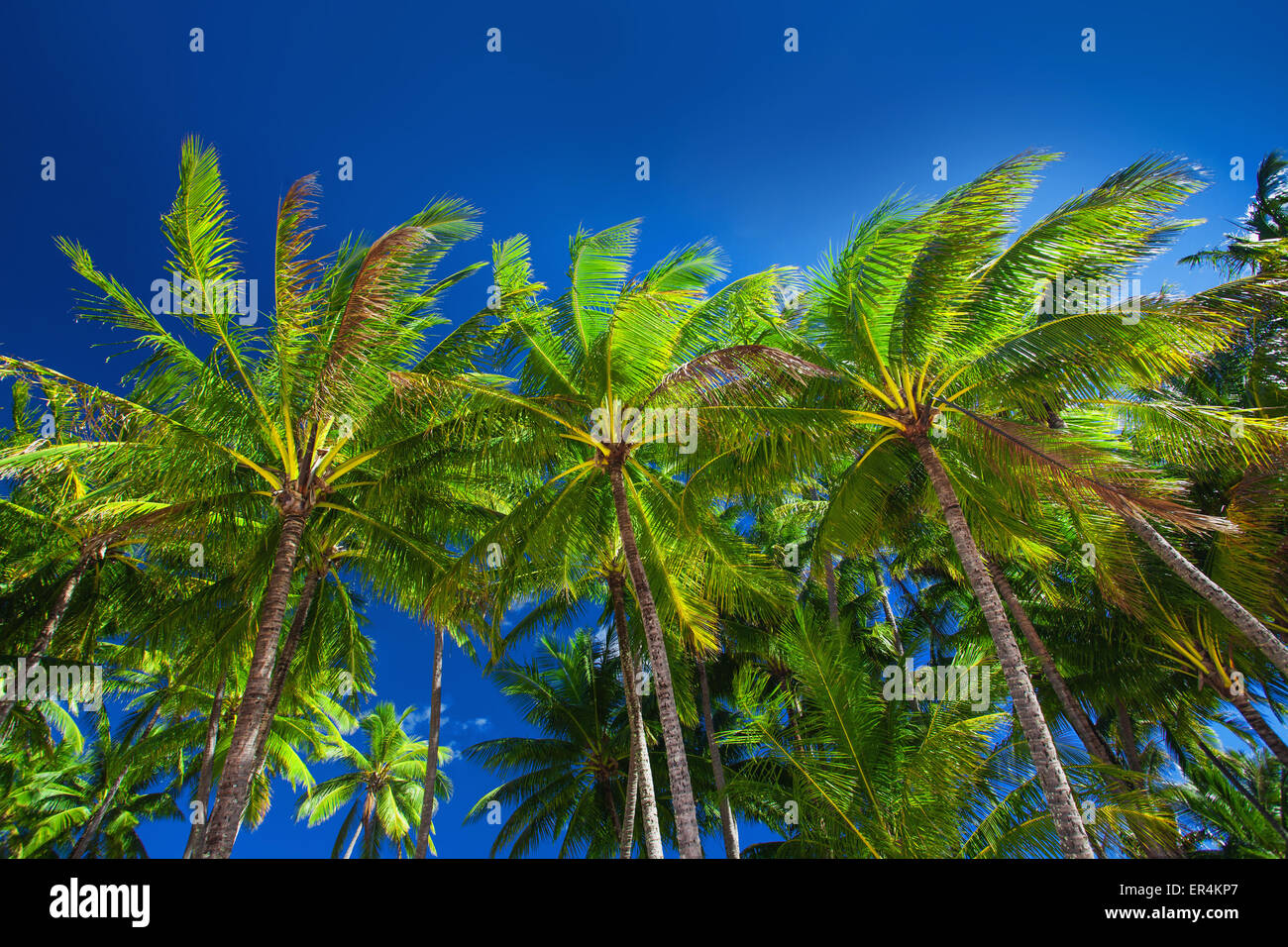 Australia palm tree hires stock photography and images Alamy