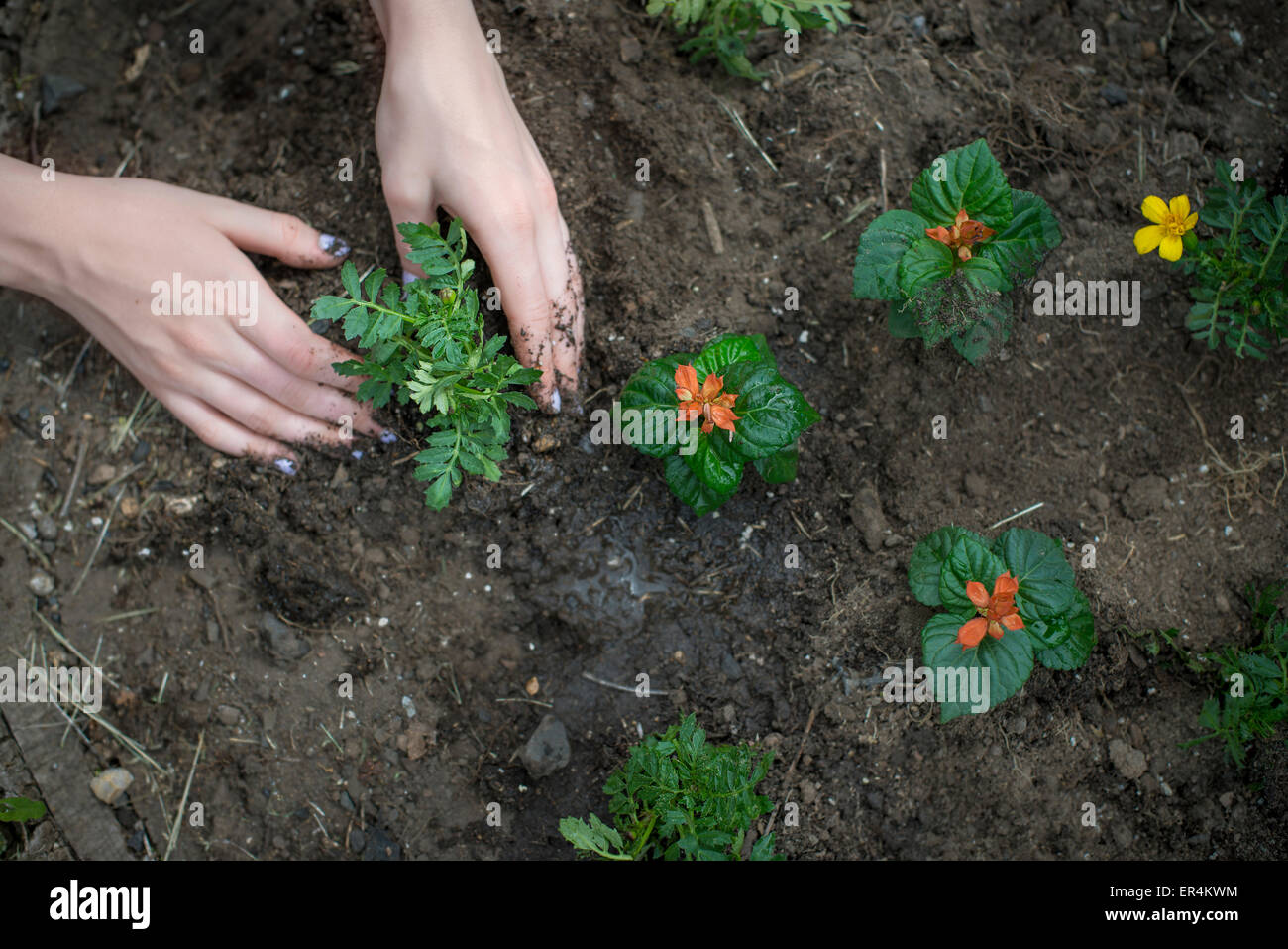 Womans Hands Planting Flowers Gardening Stock Photo