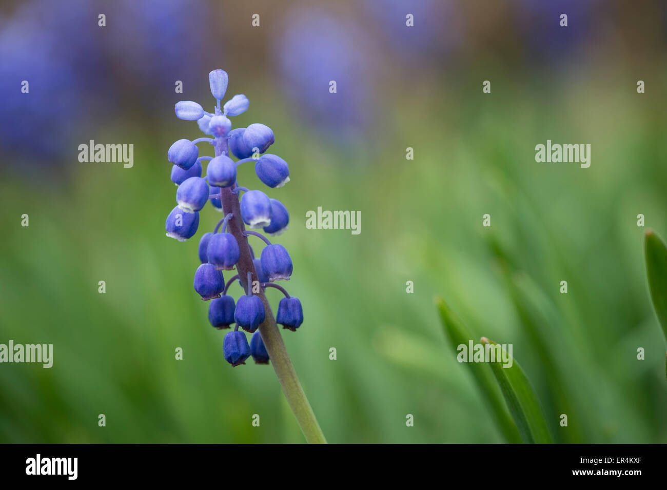 Grape Hyacinths Flowers Detail Stock Photo