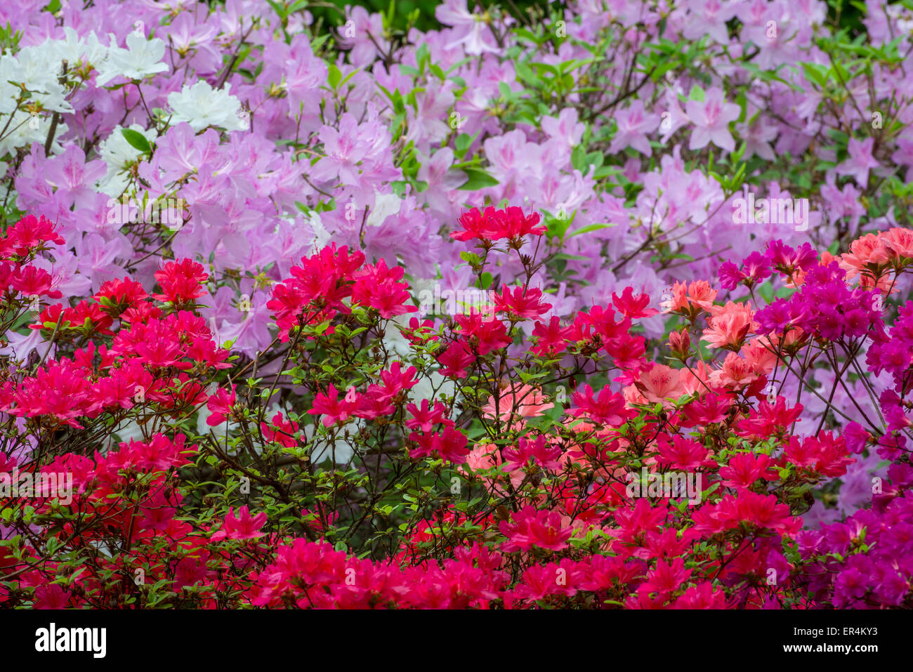 Multiple Colorful Azalea Bushes Stock Photo