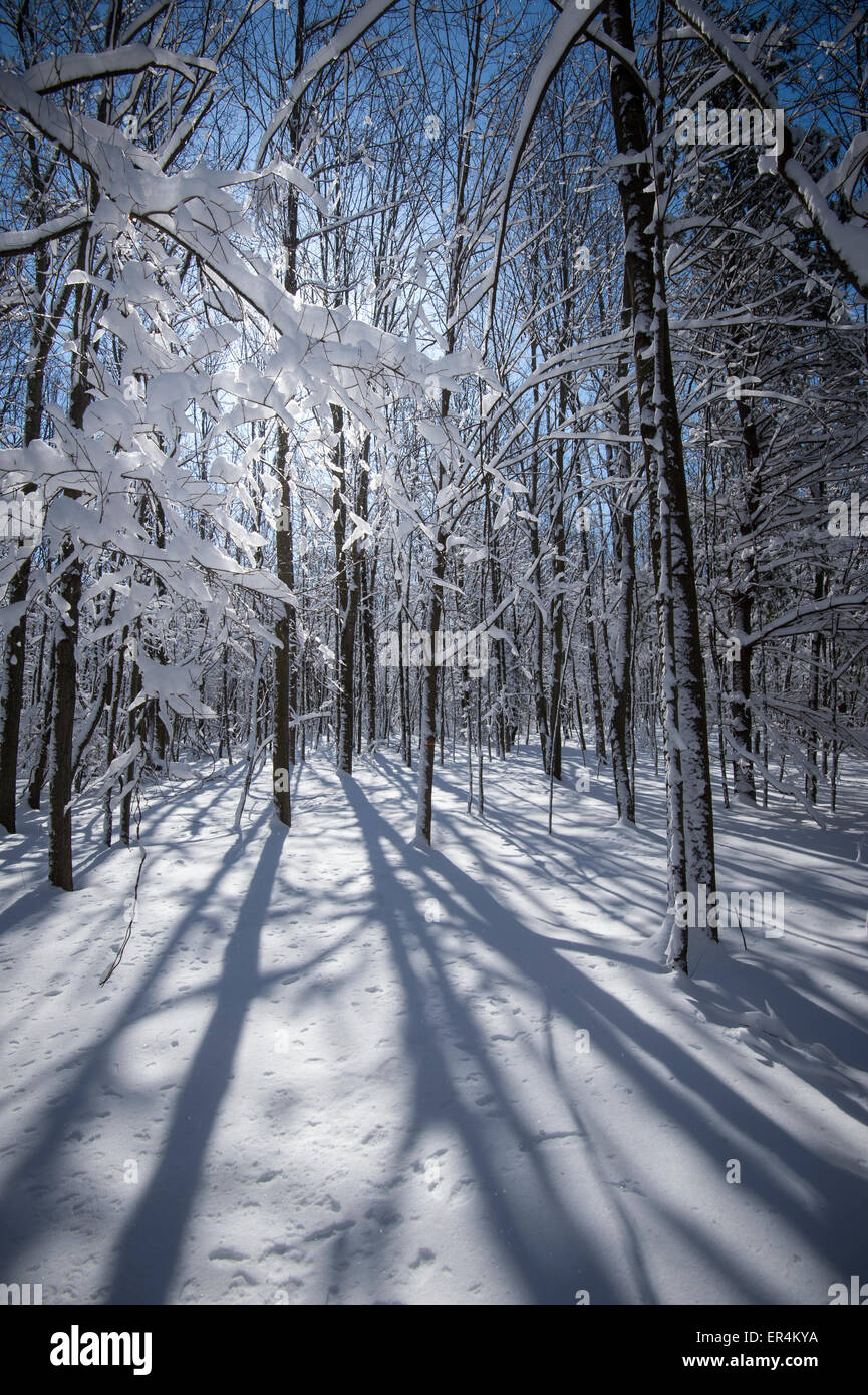Sun & Shadows In Snowy Forest Stock Photo