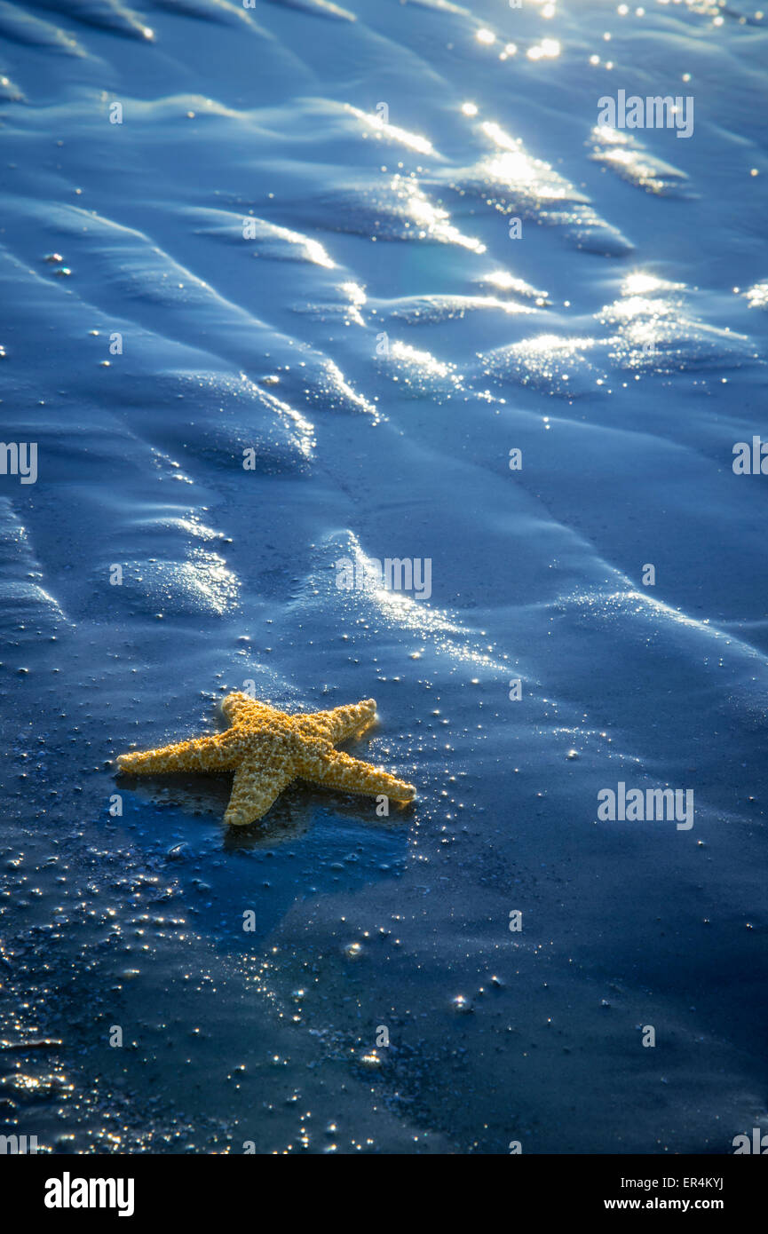 Starfish On Blue Sand Stock Photo