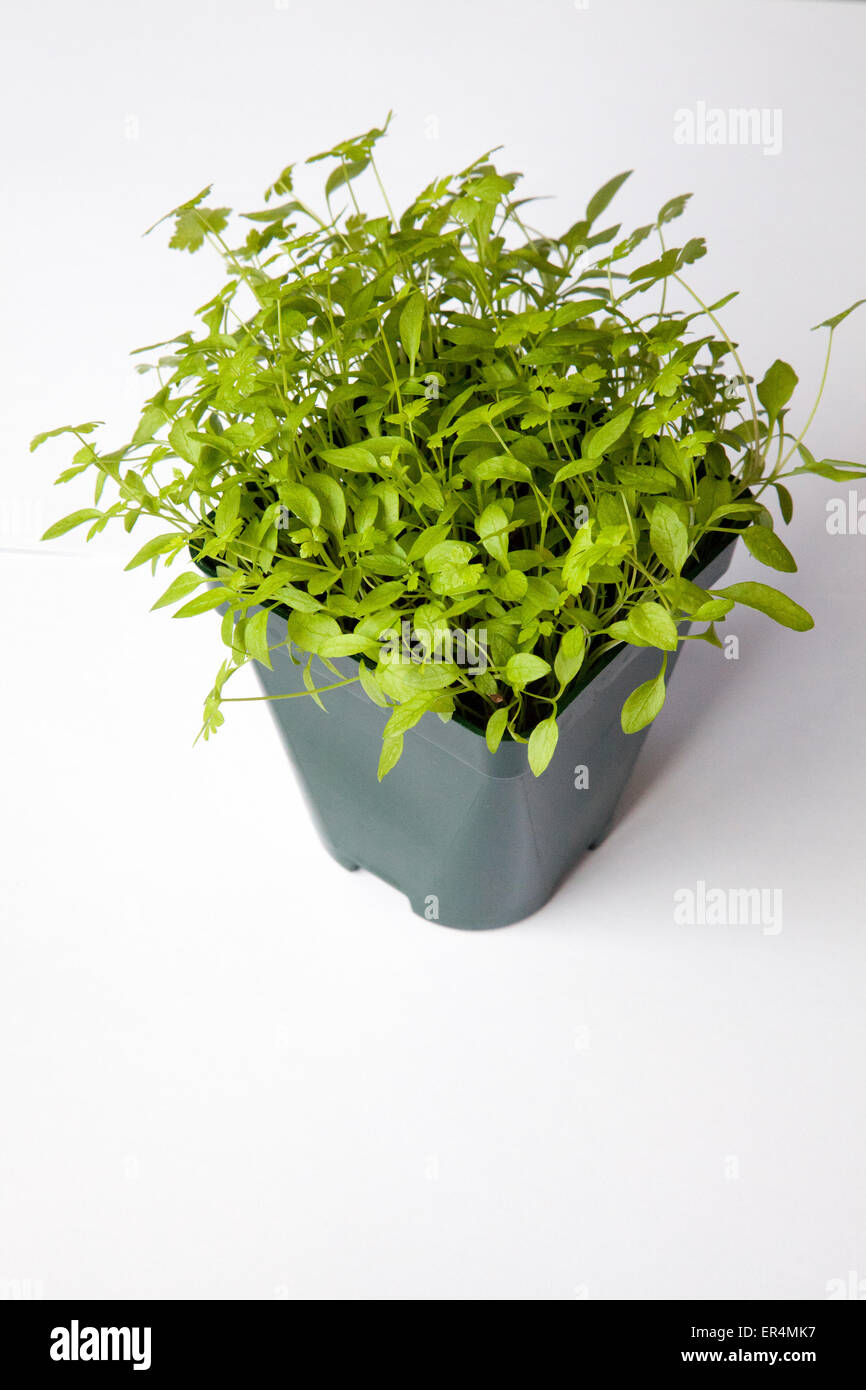 Growing Parsley from Seed Young Developing Parsley Plant in Pot Stock
