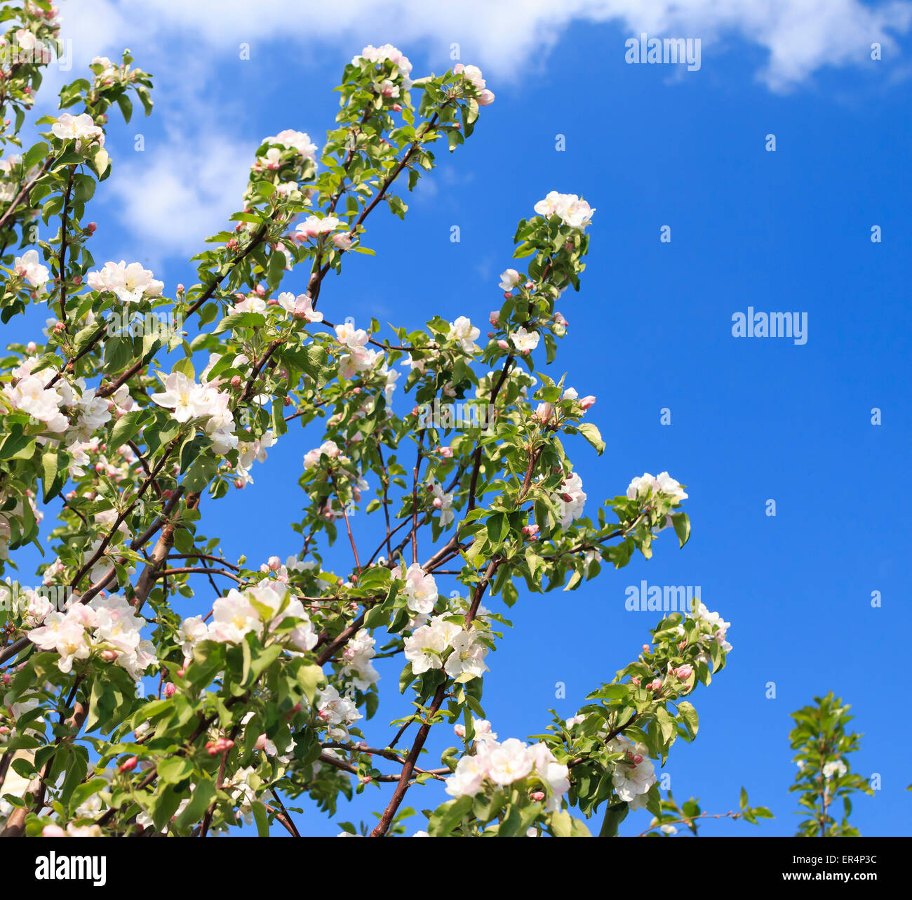 apple blossom branches against blue sky Stock Photo Alamy