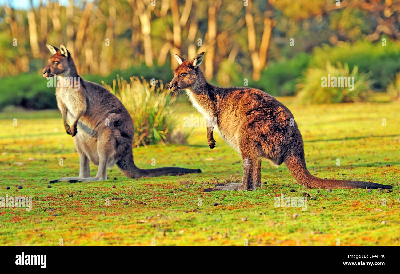 Kangaroos on Kangaroo Island Stock Photo Alamy