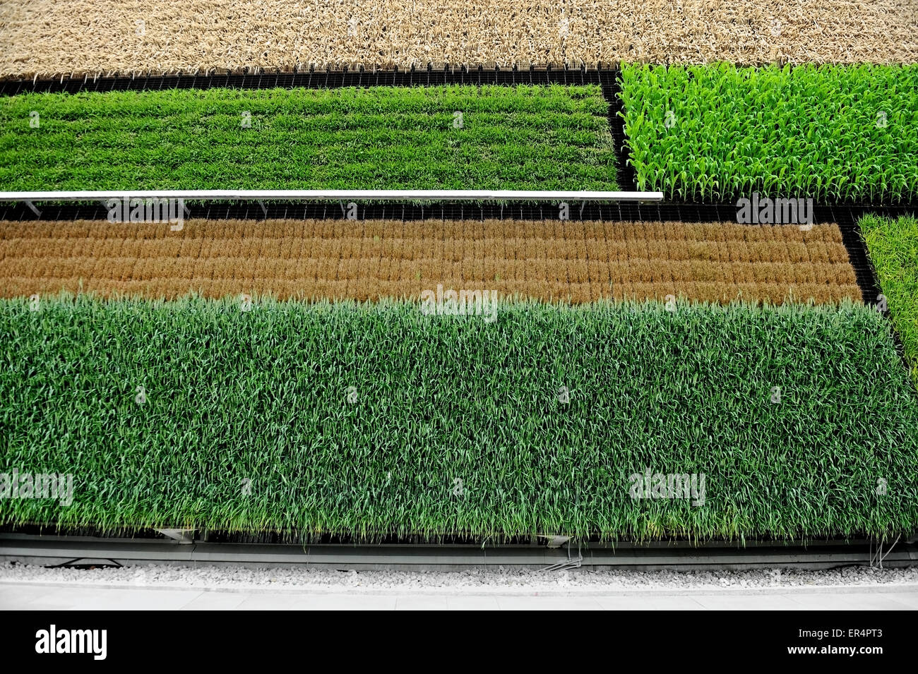 Vertical fields of wheat, corn, rice and other vegetables representing a solution for fuiture agriculture Stock Photo
