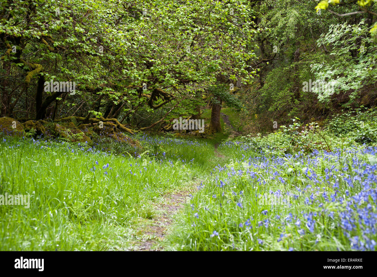 walk through bluebell wood, brynberian pembrokeshire Stock Photo - Alamy