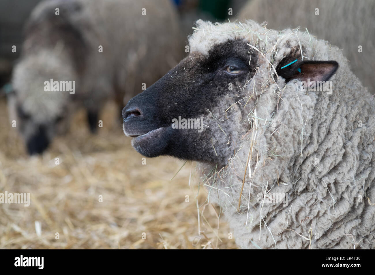 Sheep covered in straw in a barn Sandwell Birmingham England Stock Photo