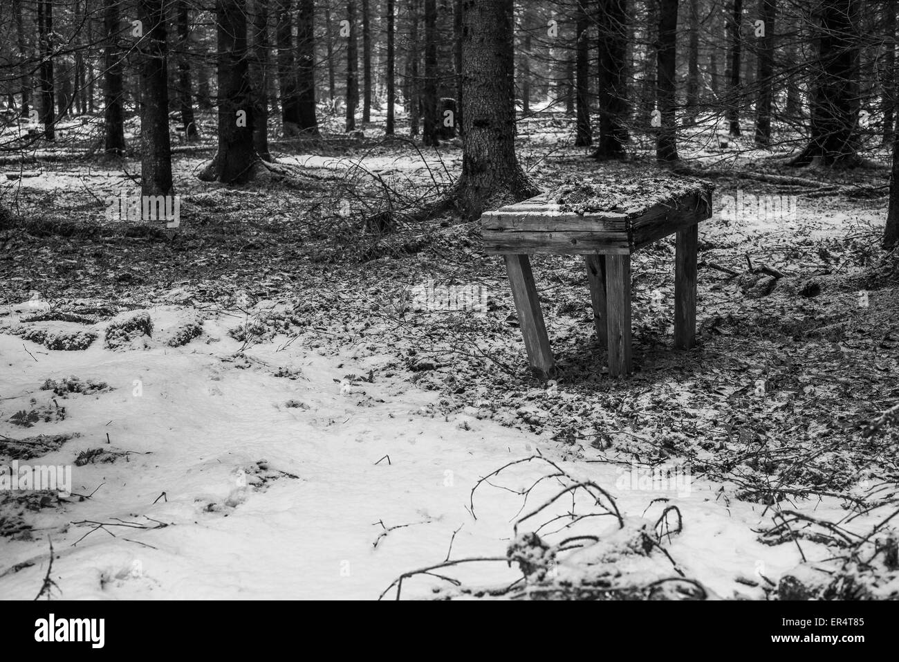 Single old wooden seat left to rot in forest Stock Photo