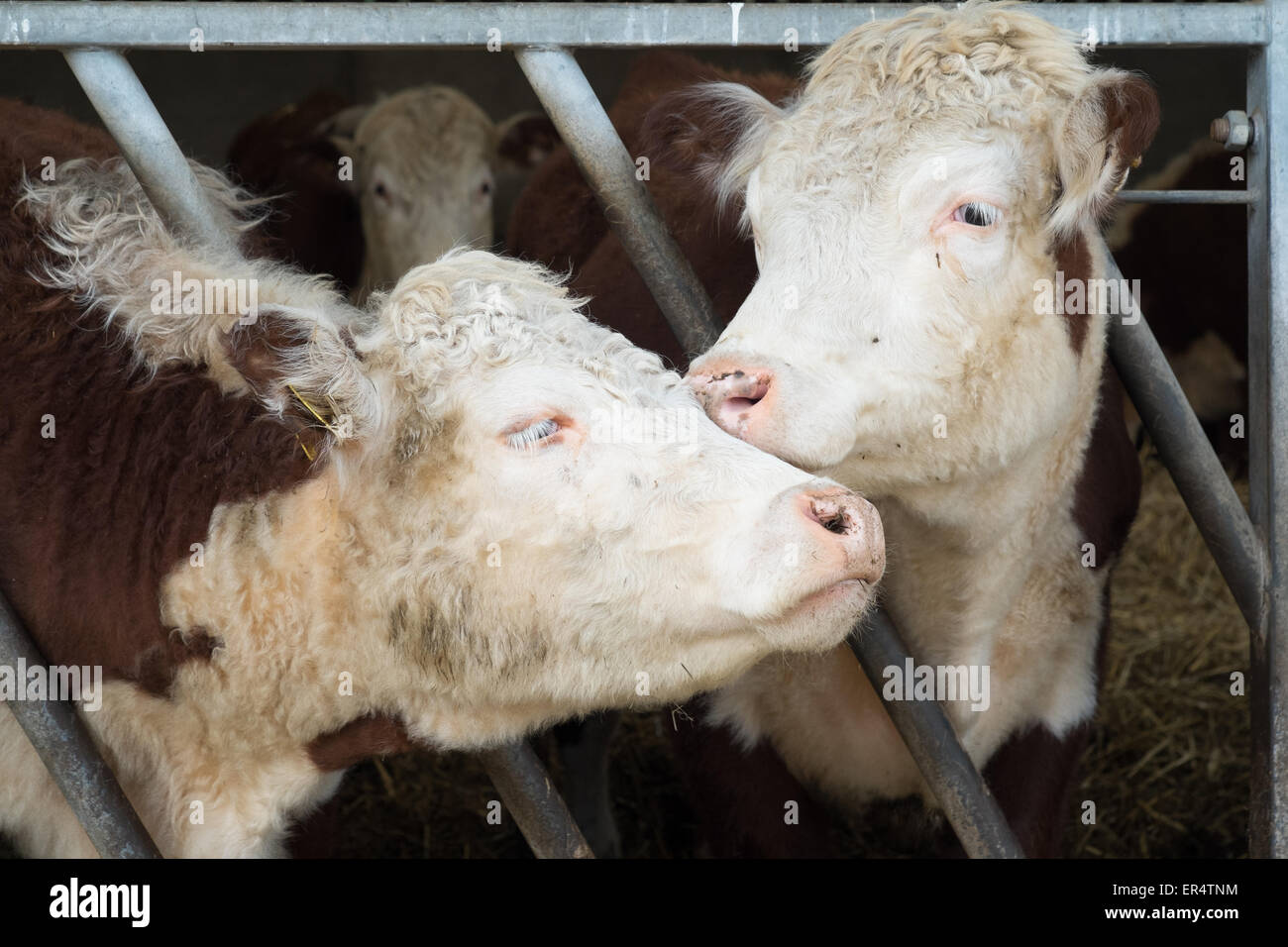 https://c8.alamy.com/comp/ER4TNM/close-up-of-two-cows-in-a-pen-in-a-barn-sandwell-birmingham-england-ER4TNM.jpg