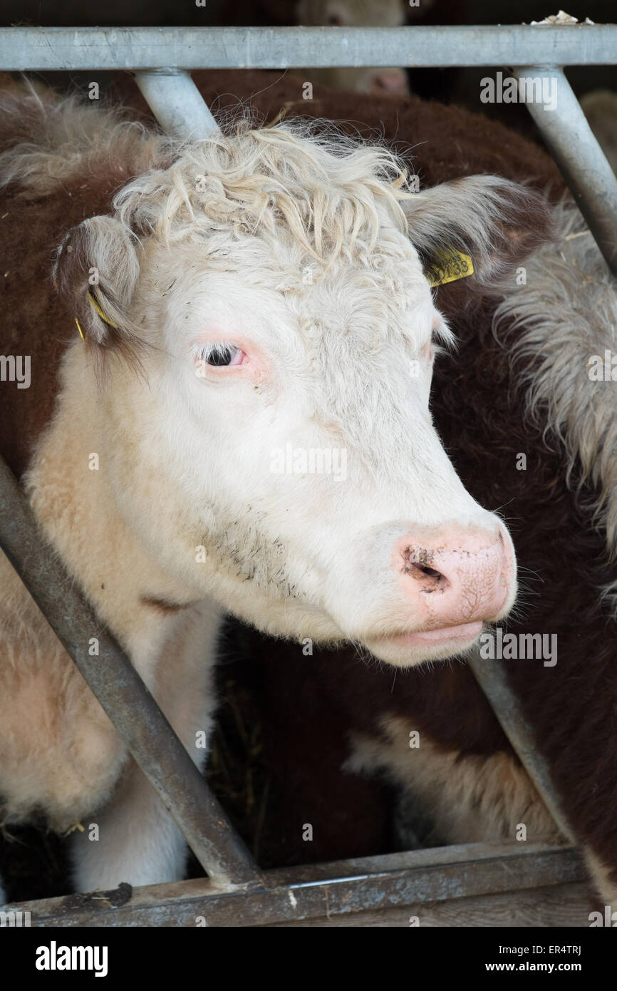 Close up of a cow in a pen in a barn Sandwell Birmingham England Stock Photo