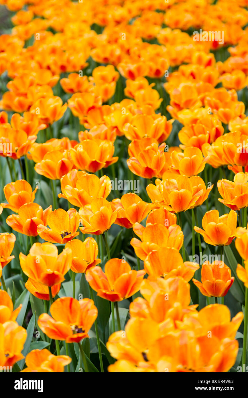 bright colorful flowers tulips for background, posters, cards Stock