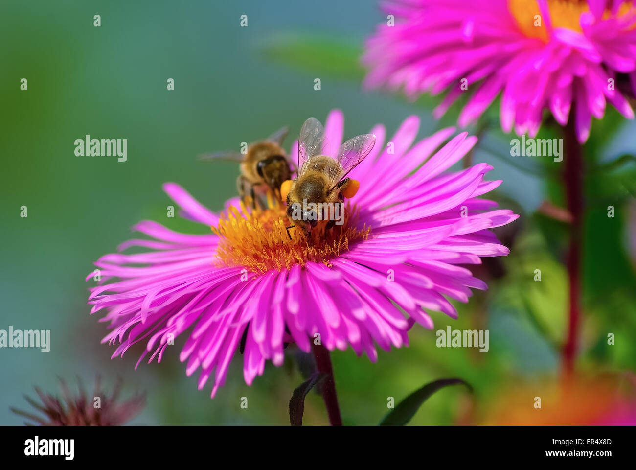 Bees on a pink Michaelmas daisy. Pollination of the flower. Shallow depth of field. Selective focus. Stock Photo