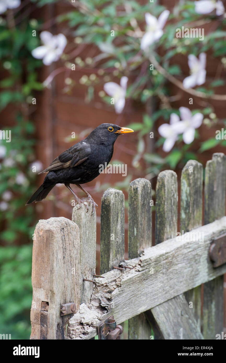 Blackbird on an old wooden garden gate. UK Stock Photo