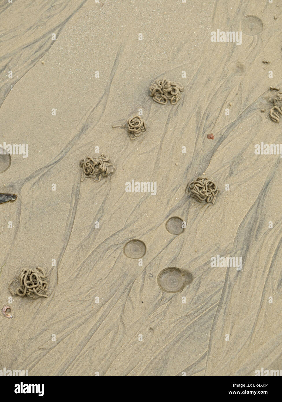 Lugworm: Arenicola marina. Casts in sand. Stock Photo