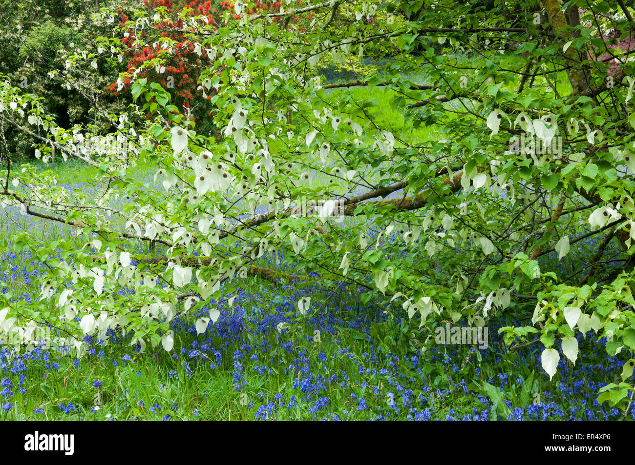 Davidia Involucrata, otherwise known as the Dove tree or handkerchief tree. Bluebells growing growing beneath. Stock Photo