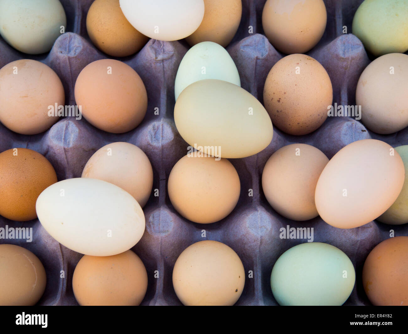 Colorful natural farm fresh hen eggs in an egg crate. Stock Photo