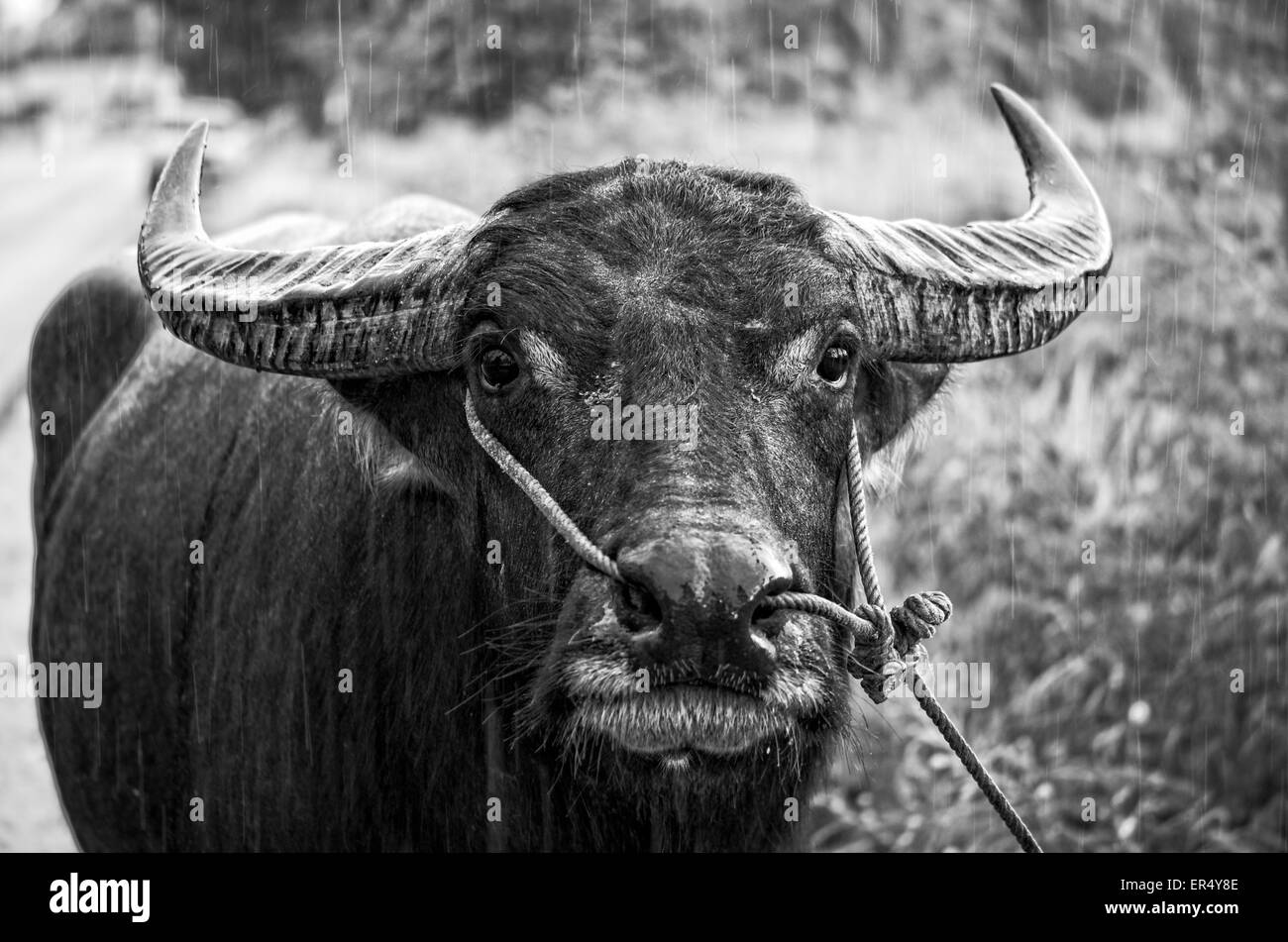 Black and white photo, close up front face of Asian Water Buffalo or Bubalus bubalis in the rain, Thailand Stock Photo