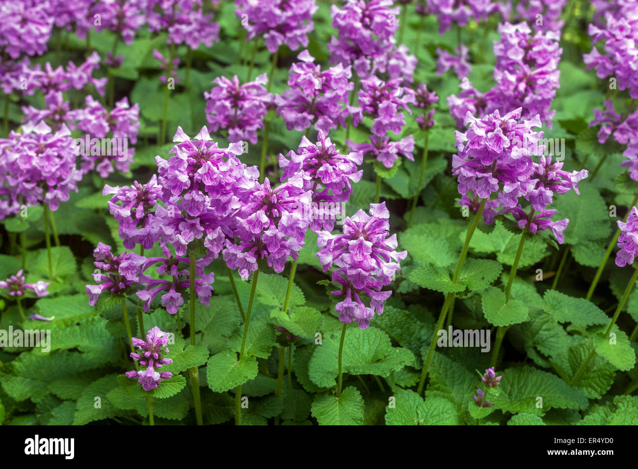 Blue Stachys macrantha 'Superba' Stock Photo