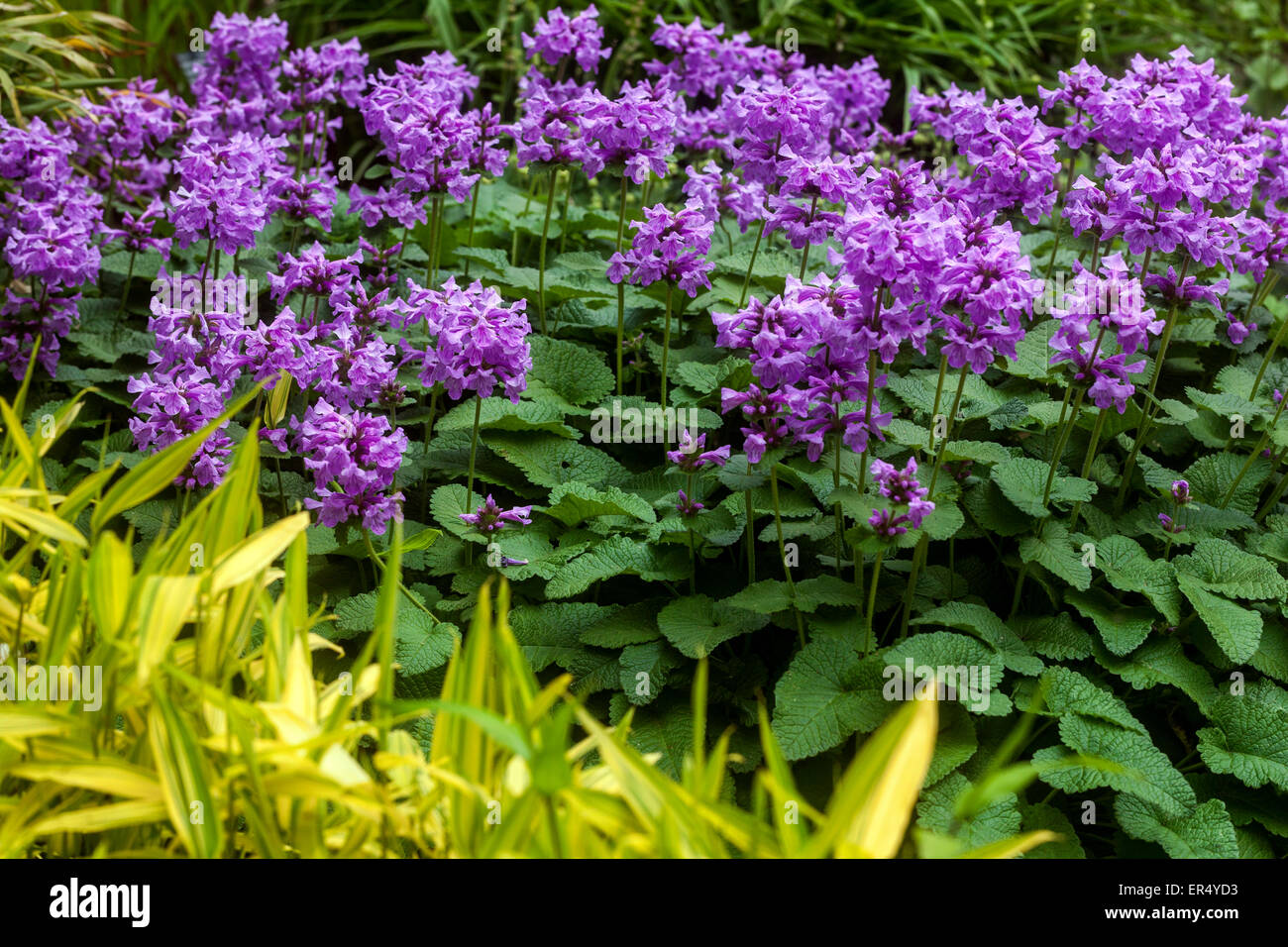 Big Betony Stachys macrantha 'Superba', Betonica flowers in garden Stock Photo