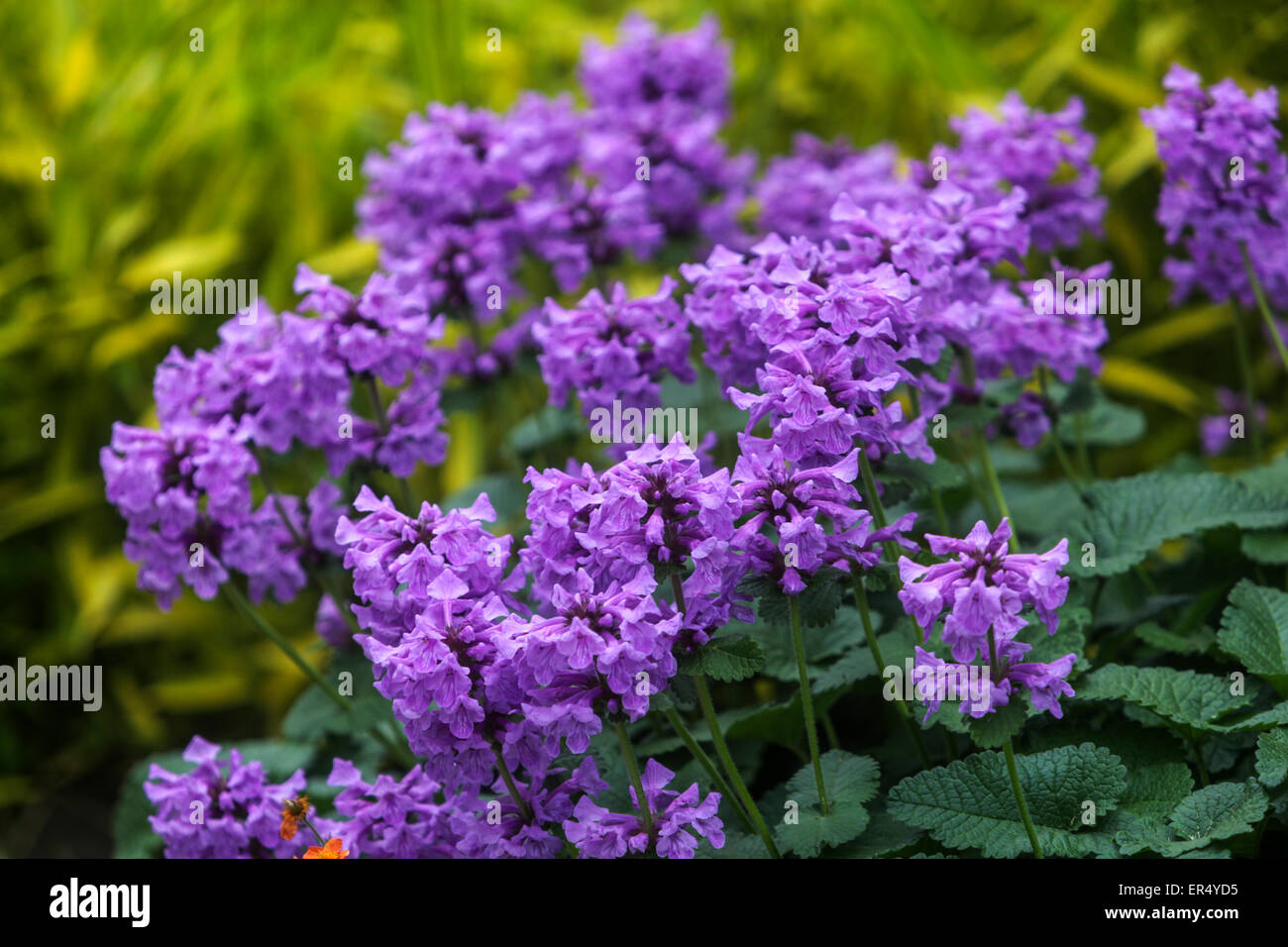 Stachys macrantha 'Superba' big betony Stock Photo