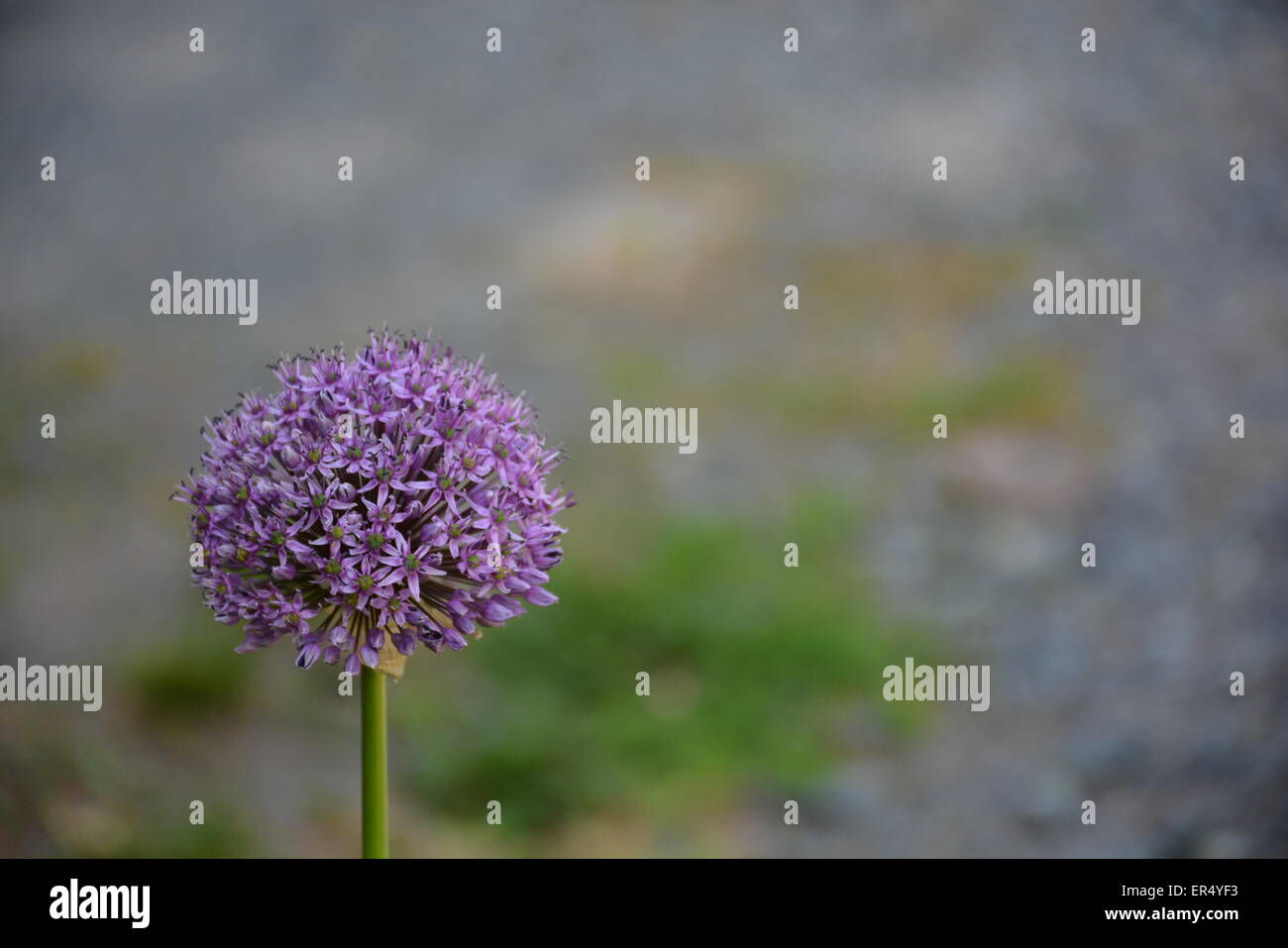 Purple flower on blurred background Stock Photo