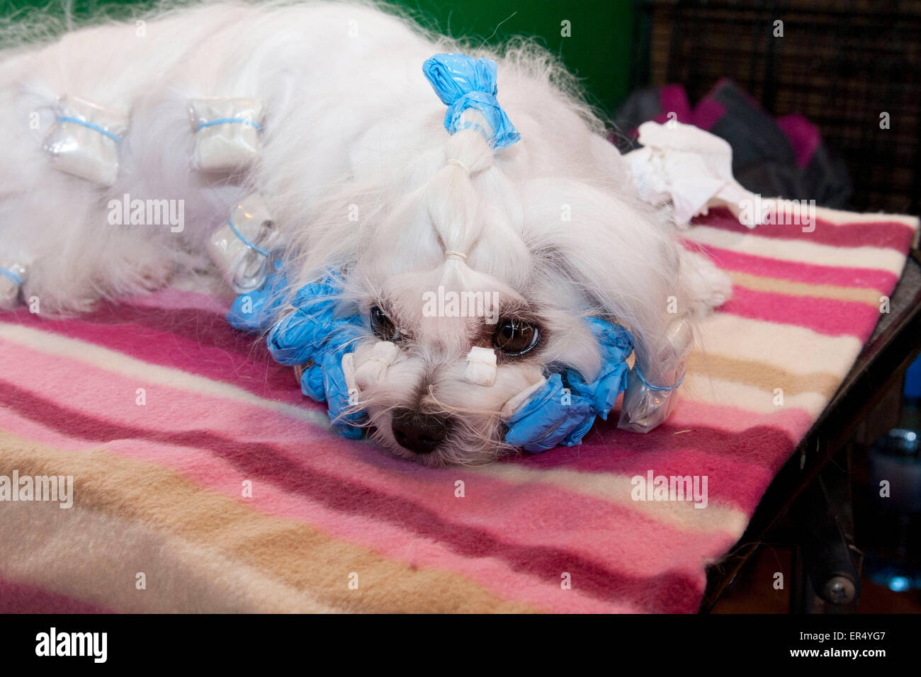 Maltese dog waiting in curlers. Crufts 2014 at the NEC in Birmingham, UK. 8th March 2014 Stock Photo