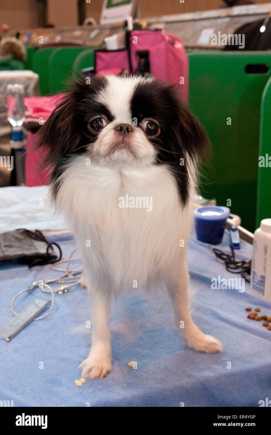 Cute little dog. Crufts 2014 at the NEC in Birmingham, UK. 8th March 2014 Stock Photo