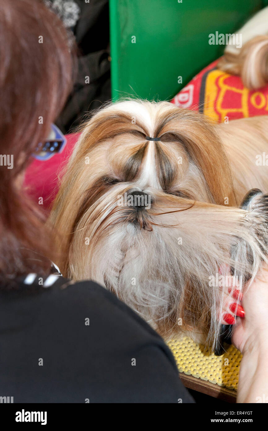 Grooming Shih Tzu dog. Crufts 2014 at the NEC in Birmingham, UK. 8th March 2014 Stock Photo