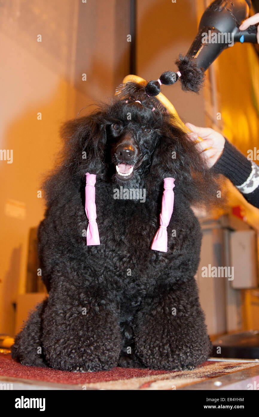 Poodle having its hair blow dried . Crufts 2014 at the NEC in Birmingham, UK. 8th March 2014 Stock Photo