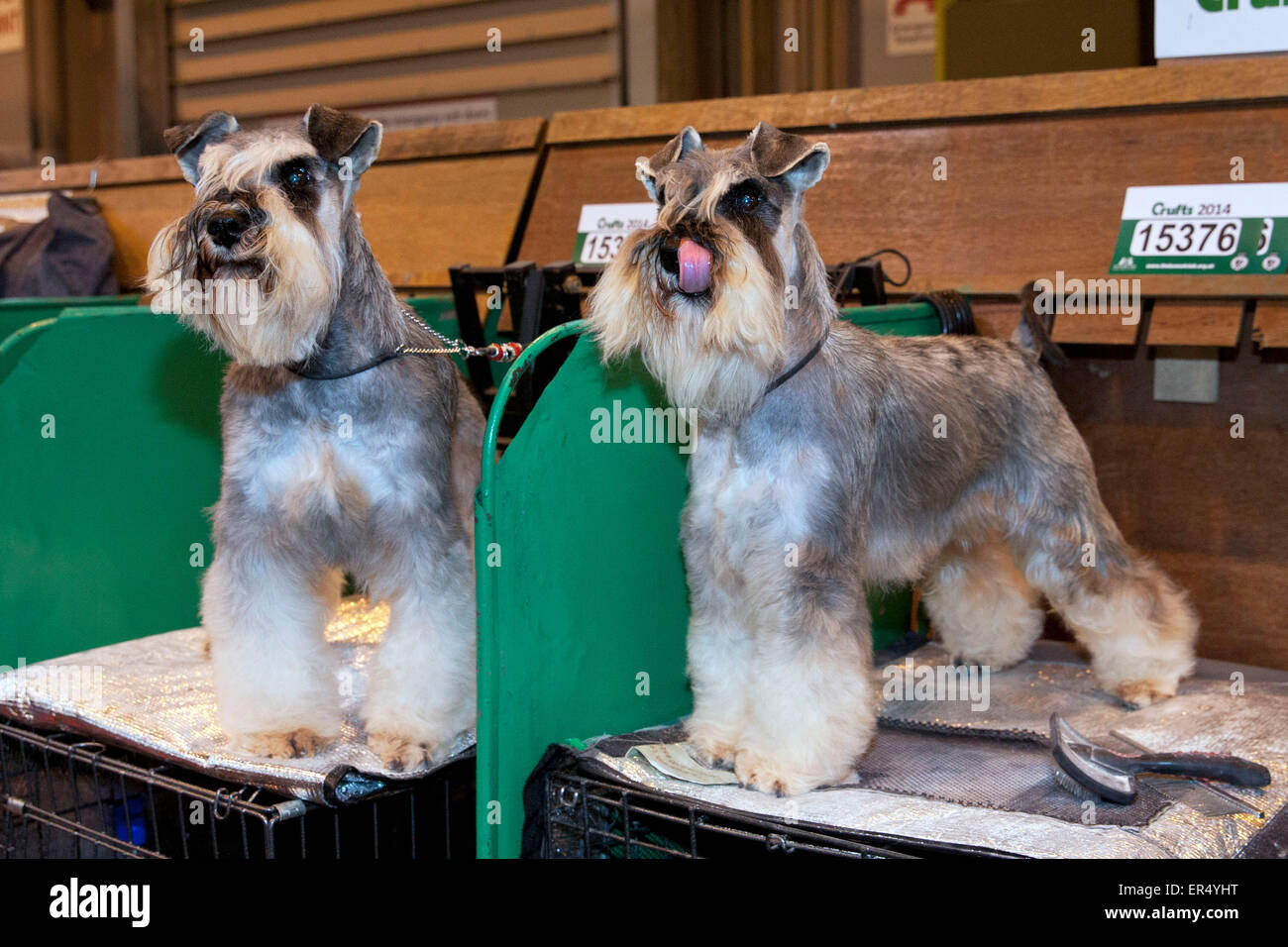 Two schnauzer dog. Crufts 2014 at the NEC in Birmingham, UK. 8th March 2014 Stock Photo