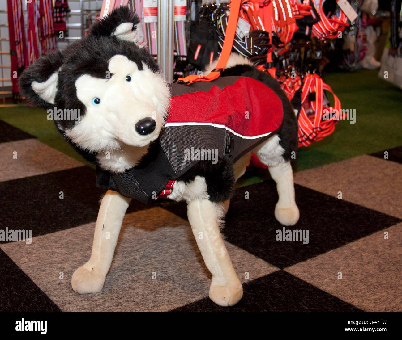 Toy dog. Crufts 2014 at the NEC in Birmingham, UK. 8th March 2014 Stock Photo