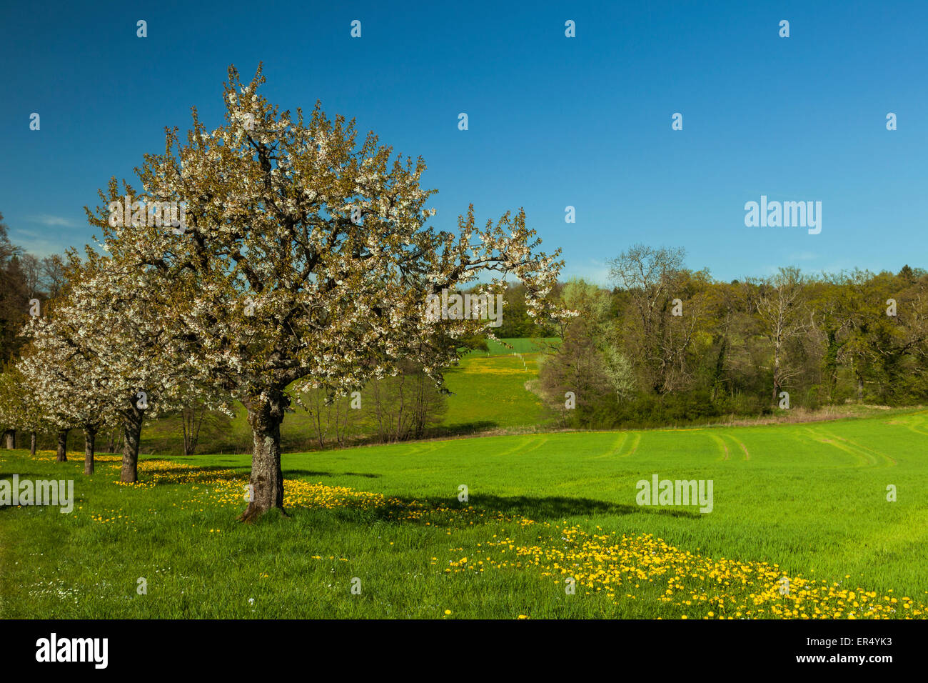 Swiss countryside in spring near the village of Frenkendorf, canton Basel-Country. Stock Photo