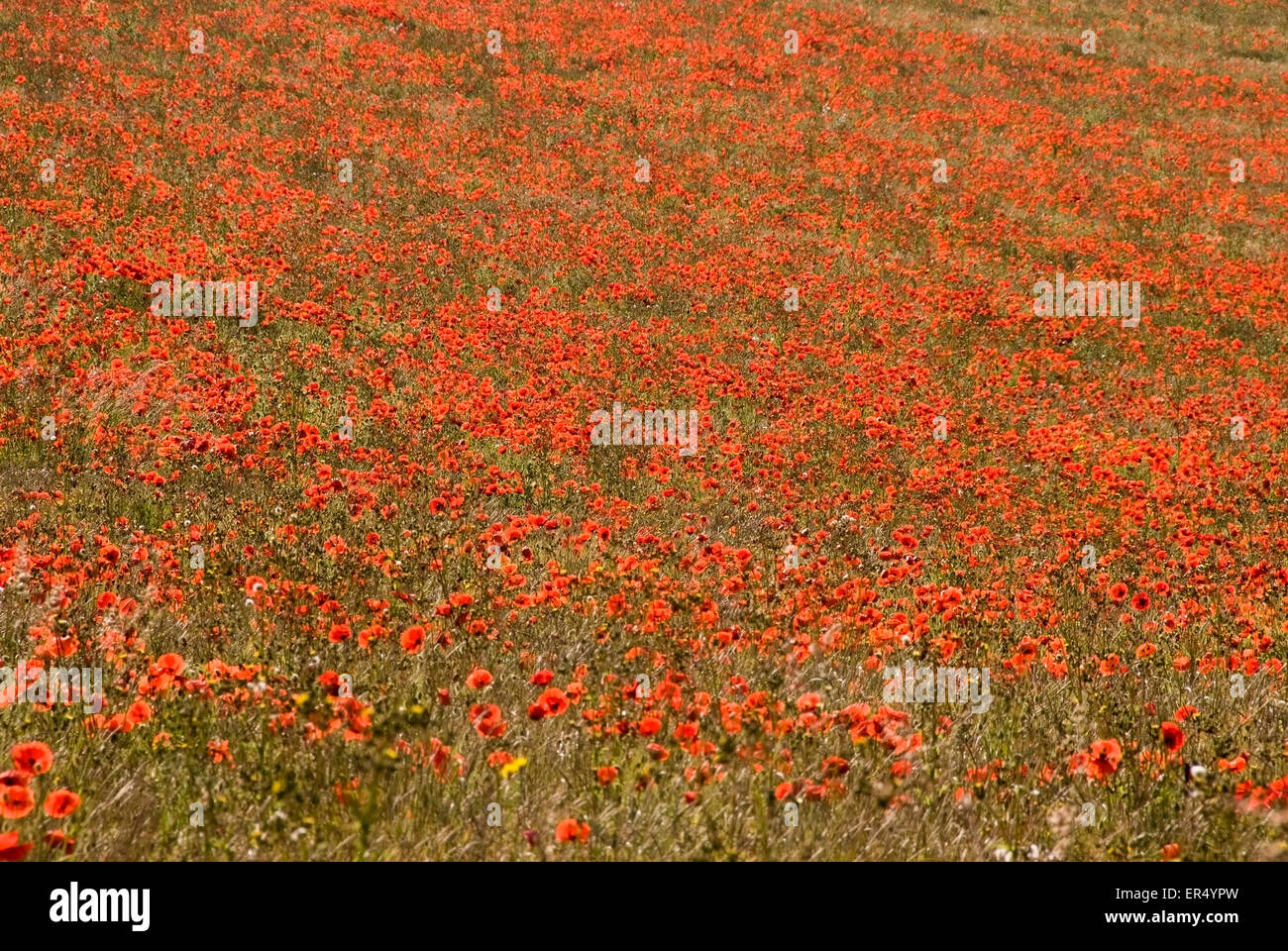 Bucks - Chiltern Hills - extensive field of scarlet  poppies - mass of colour - eye catching image Stock Photo
