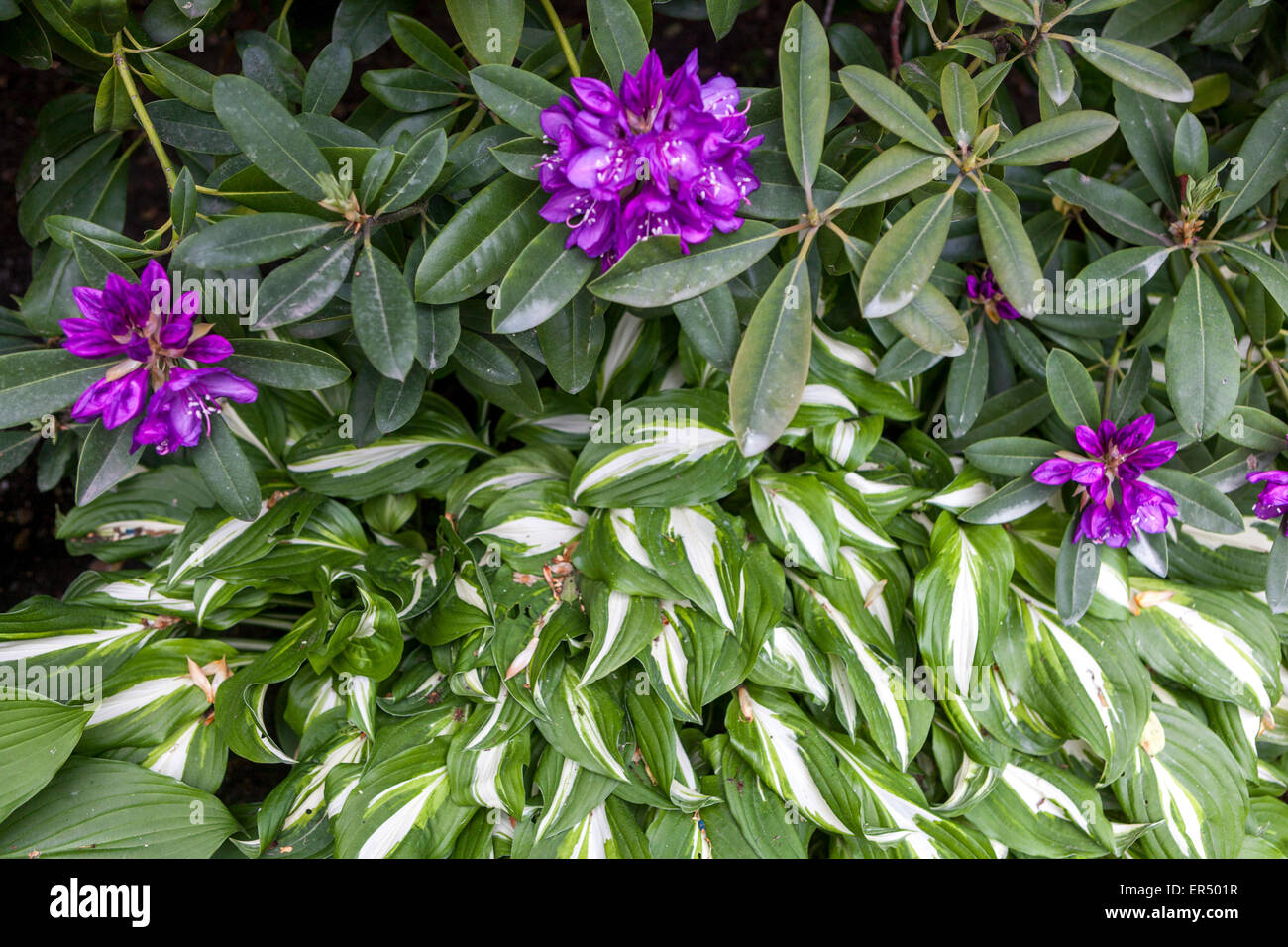 Rhododendron flowering, Hosta variegated leaves Stock Photo
