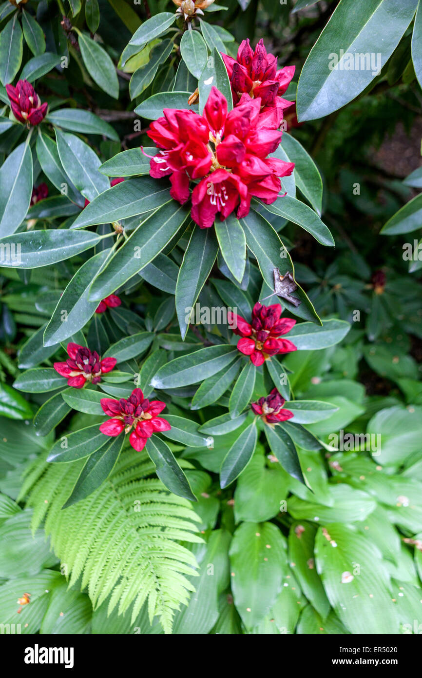 Rhododendron Robert Croux flowers, fern, hosta leaves Stock Photo