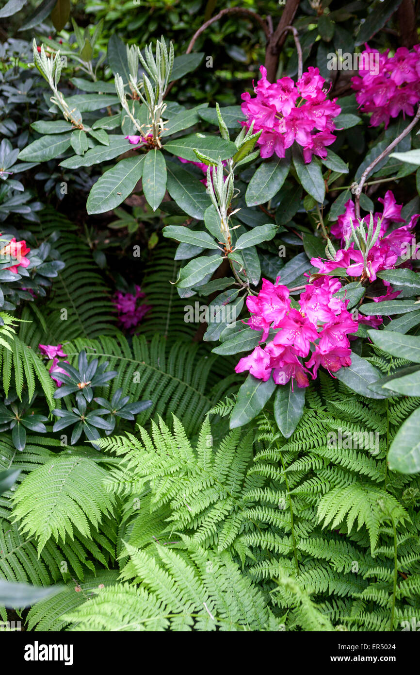 Rhododendron flowers, fern in rhododendrons garden Stock Photo