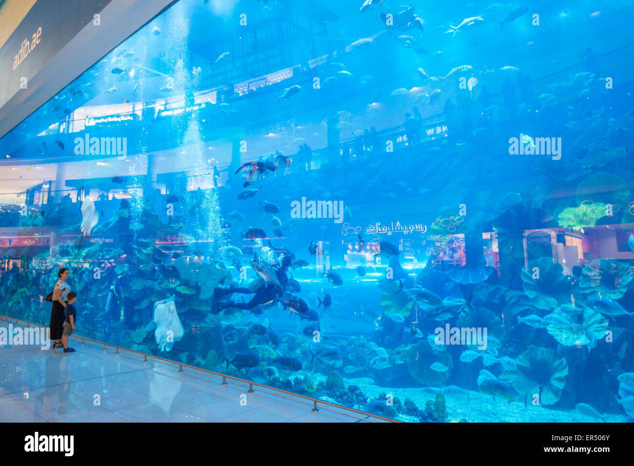 Dubai Aquarium, Dubai Mall, Dubai City, United Arab Emirates, UAE, Middle East Stock Photo