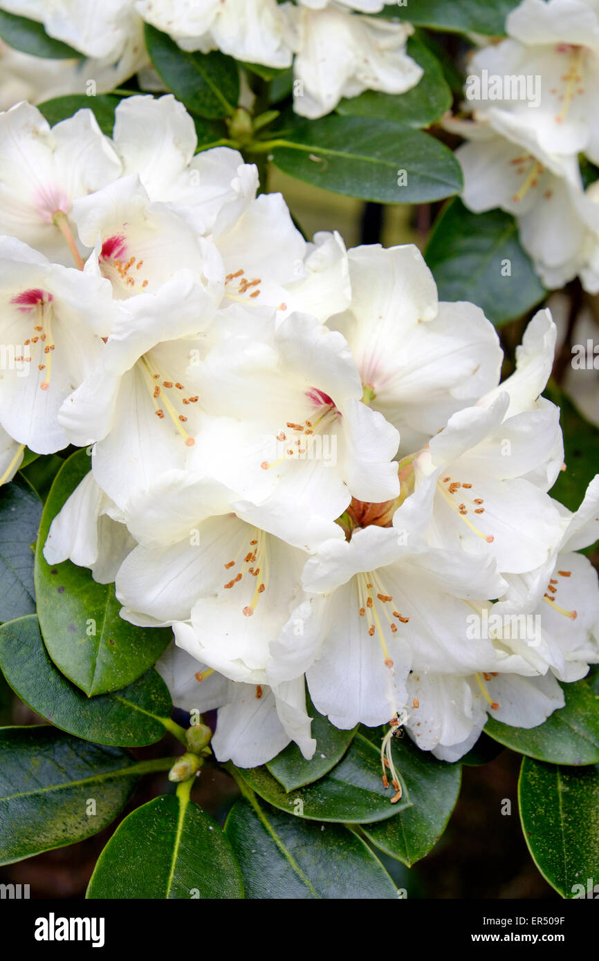 White Mountain Laurel Flowers In Full Bloom Kalmia Latifolia Stock Photo Alamy
