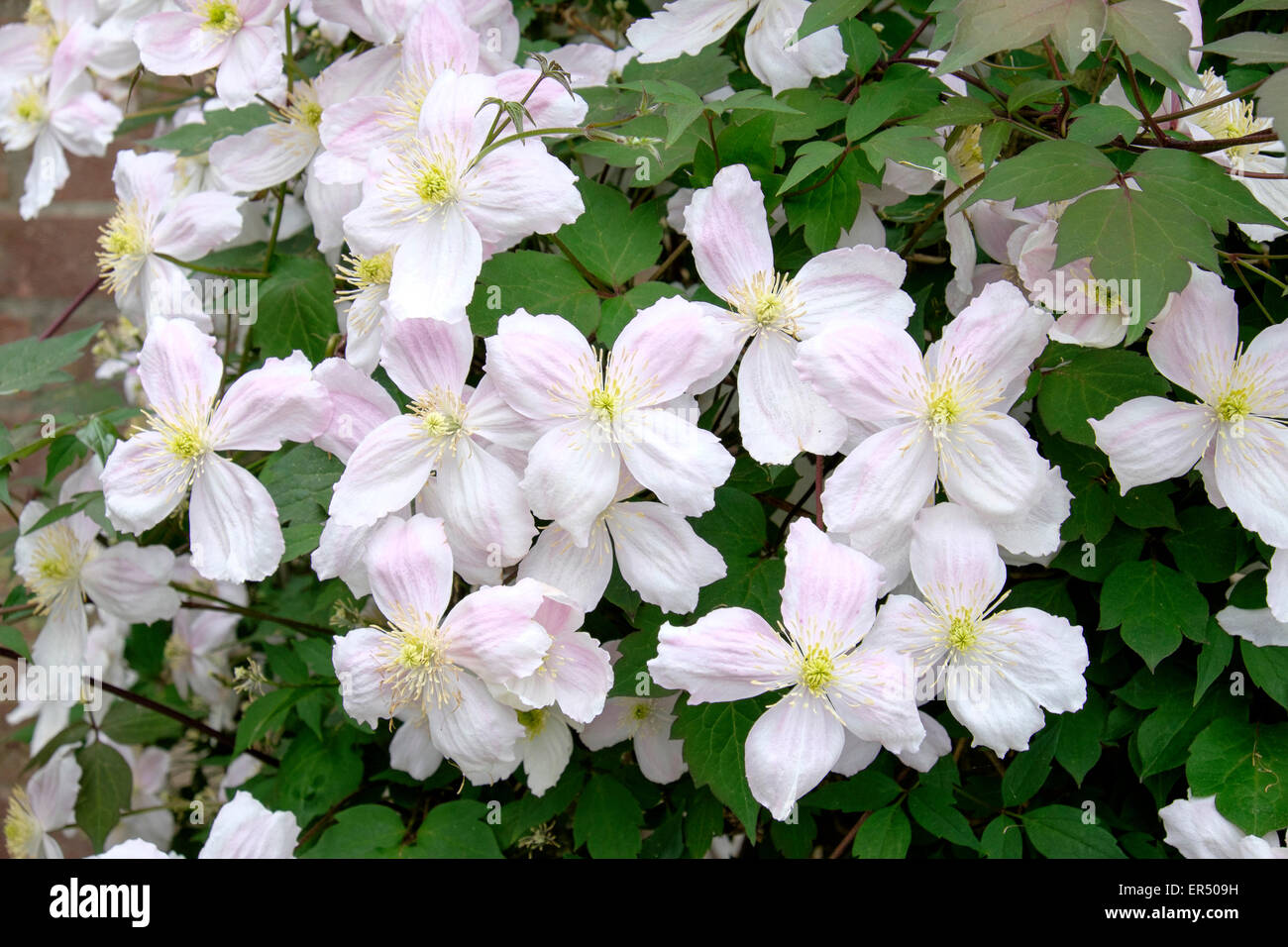 Pink and white Clematis flowers Stock Photo Alamy