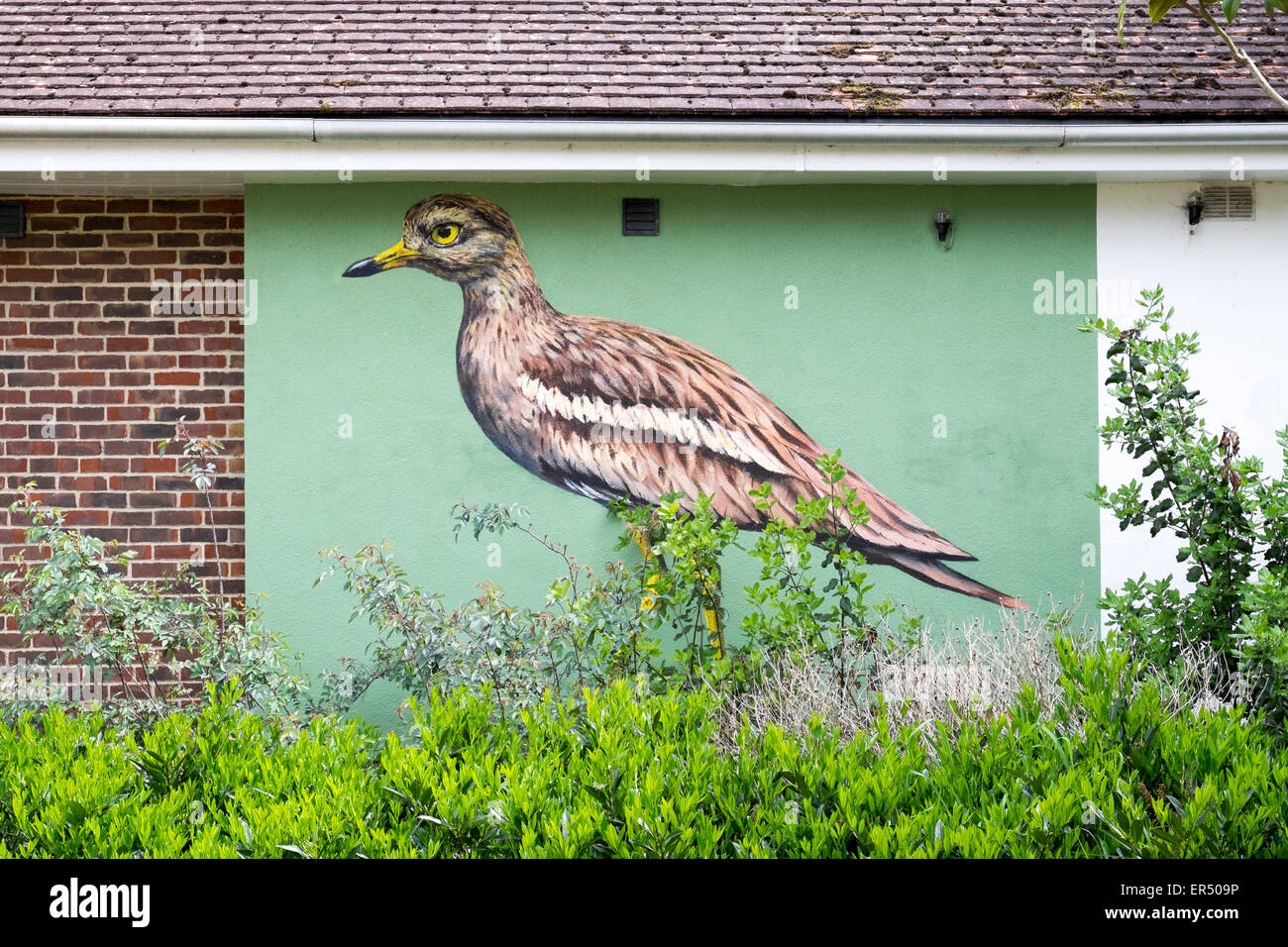 Painted picture of Stone Curlew bird on the side of a UK building Stock Photo