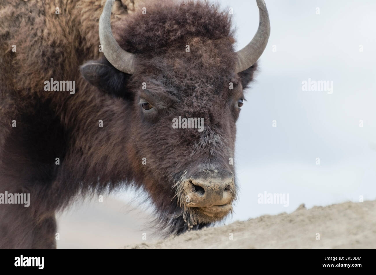 American Bison or American Buffalo (Bison bison) bull at a mineral lick. Bison are the largest terrestrial animals in North Amer Stock Photo