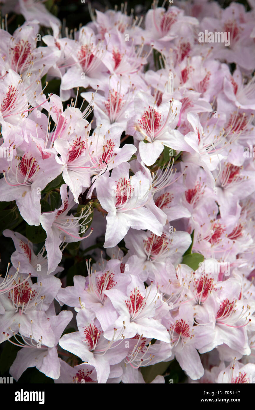 Rhododendron - pink with red centre petals Stock Photo