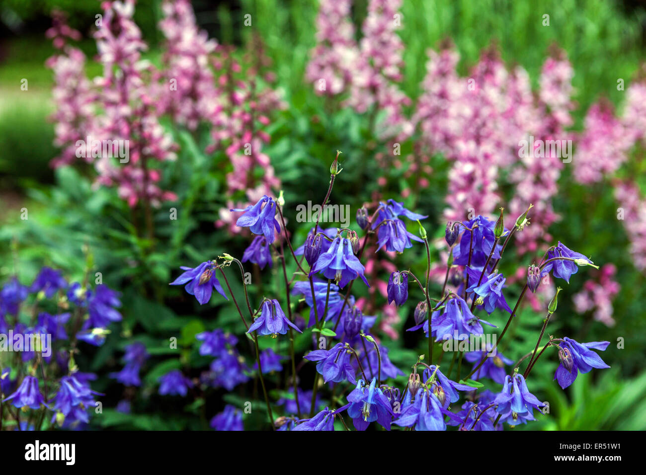 Blue Aquilegia vulgaris flower, Burning Bush, Dictamnus albus Stock Photo