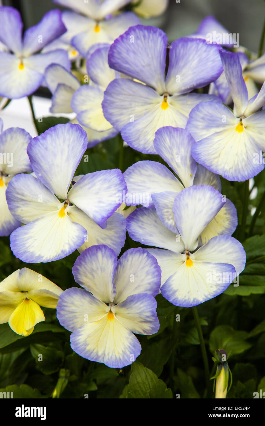 Blue, white and yellow pansies (Viola - Josie) Stock Photo
