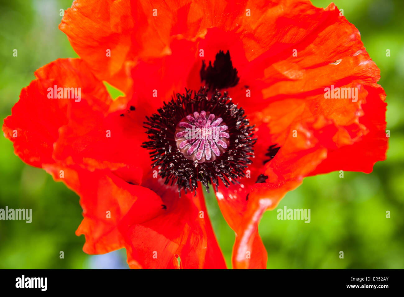 Poppy Flwer Garden poppy hi-res stock photography and images - Alamy